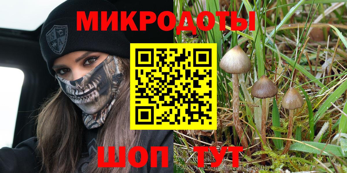 Галлюциногенные грибы Psilocybine cubensis Армавир